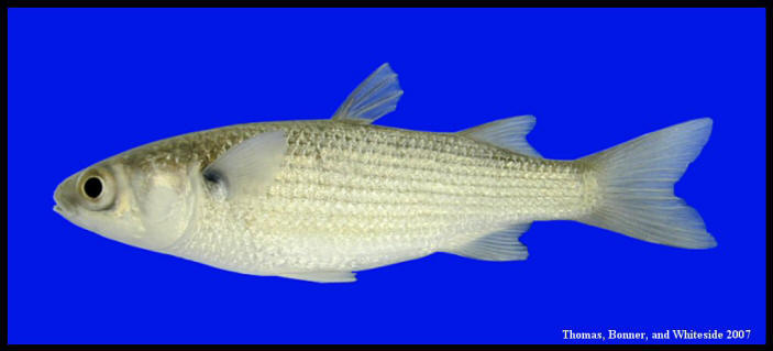 Striped Mullet